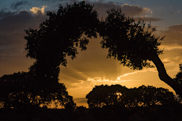 Dehesa, Cuatro Calzadas, Buenavista, Salamanca, Castilla y León, España