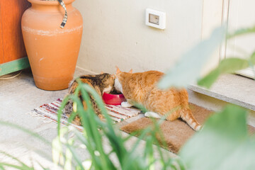 Rear sight of two cats eating cheeck to cheek from the same bowl in front yard