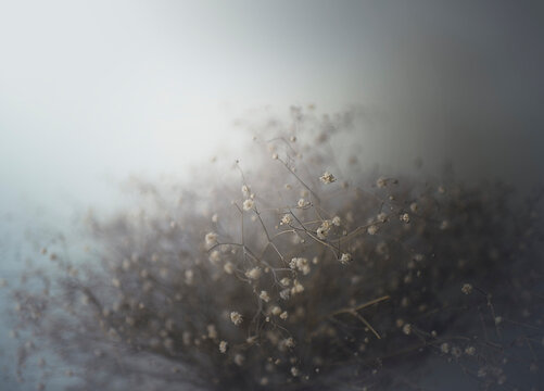Soft misty baby's breath on grey