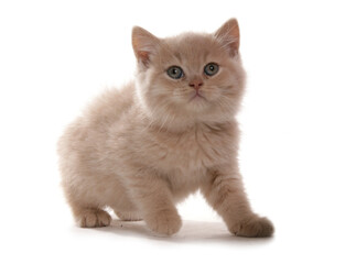 British Shorthair Cream Kitten