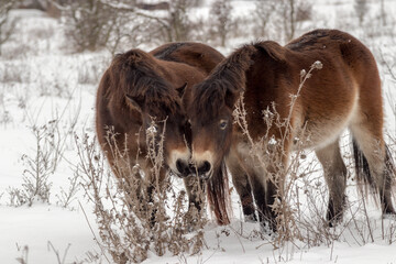 Exmoor ponies, wild horses looking for food in a snowy landscape. Exmoor ponies in the winter...