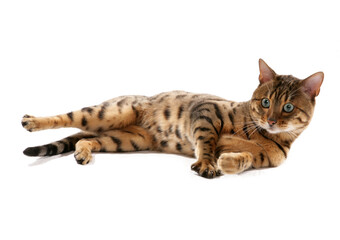 Rosetted Bengal Cat