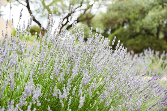 Lavender flowers and olive trees
