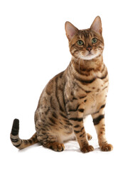 Fototapeta premium Rosetted Bengal Cat