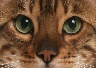 Rosetted Bengal Cat Eyes