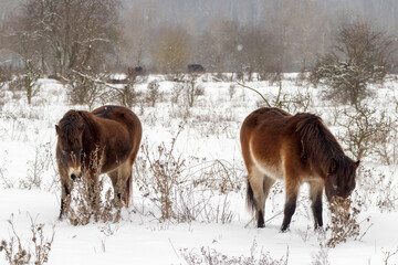 Exmoor ponies, wild horses looking for food in a snowy landscape. Exmoor ponies in the winter...