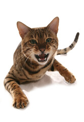 Angry Rosetted Bengal Cat