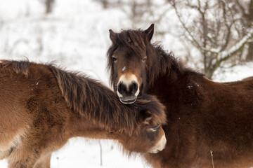 Exmoor ponies, wild horses looking for food in a snowy landscape. Exmoor ponies in the winter steppe near Milovice.
