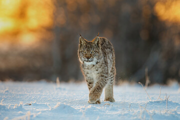 Lynx at frosty sunrise. Young Eurasian lynx, Lynx lynx, walks in snow in cold morning. Beautiful...