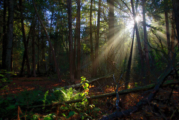 Light beam through the trees in the forest in autumn