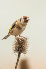 A european goldfinch (Carduelis carduelis) perched on a teasel to feed seeds.