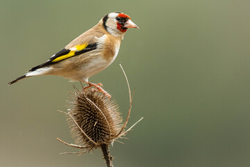 A european goldfinch (Carduelis carduelis) perched on a teasel to feed seeds. - obrazy, fototapety, plakaty
