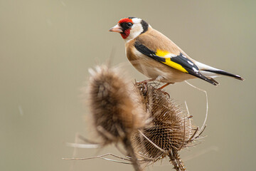 A european goldfinch (Carduelis carduelis) perched on a teasel to feed seeds.