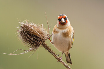 A european goldfinch (Carduelis carduelis) perched on a teasel to feed seeds.
