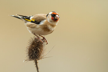 A european goldfinch (Carduelis carduelis) perched on a teasel to feed seeds.