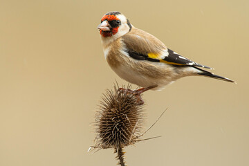 A european goldfinch (Carduelis carduelis) perched on a teasel to feed seeds.