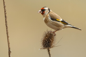 A european goldfinch (Carduelis carduelis) perched on a teasel to feed seeds.