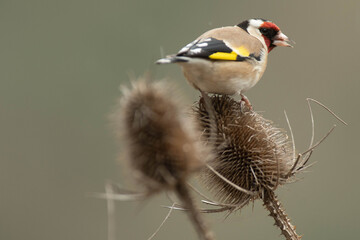Obraz premium A european goldfinch (Carduelis carduelis) perched on a teasel to feed seeds.