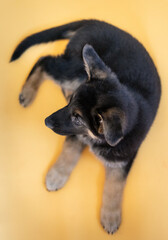 German Shepherd puppy with yellow background