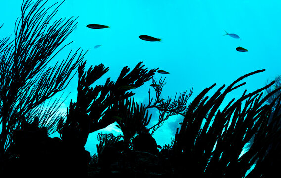 Caribbean Seascape