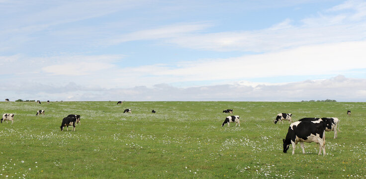 Holstein cows in french meadow panorama