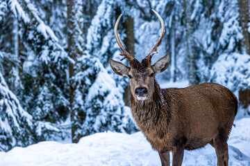Deer stag in the german forest in winter