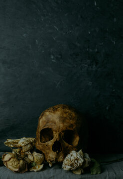 human skull