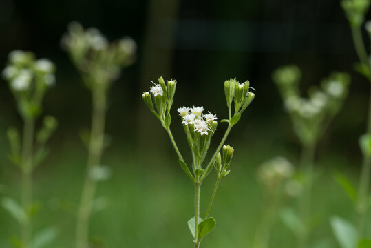 ステビアの花