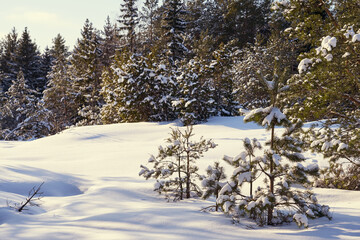 Trees in the winter forest under the snow on a sunny day.