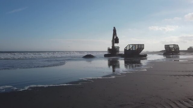 An excavator is seen on a flat wet beach digging a hole in the sand at the edge of the ocean and pouring the water and sand into a sifter