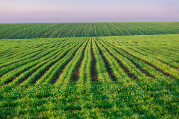 Fototapeta na wymiar a green field with rows of planted wheat agricultural landscape with a crop growing young endless perspective spring background, nobody.