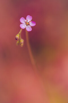Venus fly trap in bloom