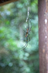 Female golden-orb spider in its  web near Kuranda in Tropical North Queensland, Australia