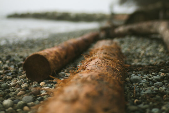 Wet log on the rocky beach.