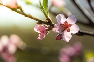 Sakura flowers blooming blossom in Chiang Mai, Thailand