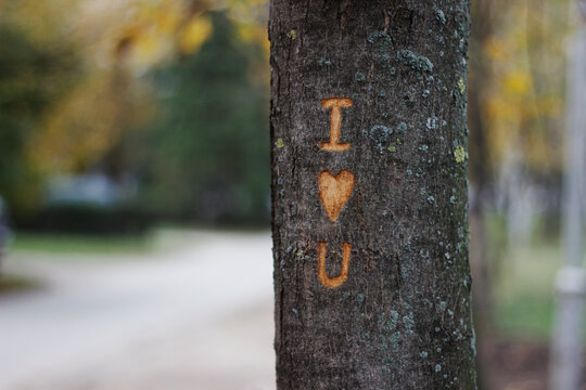 I love you message etched on a tree