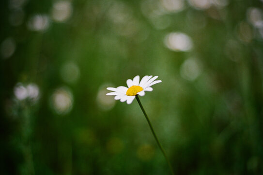 Daisy in front of blurry green background