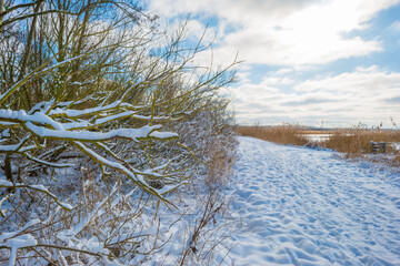 Snowy edge of a snow frozen lake in wetland under a blue white cloudy sky in winter, Almere, Flevoland, The Netherlands, February 9, 2020