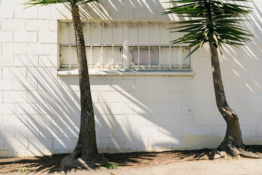 Urban Palms