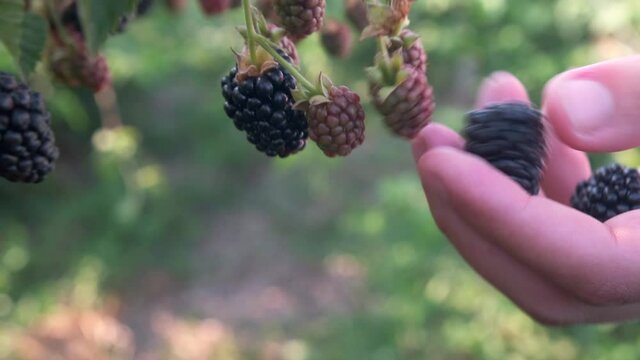 Harvesting and picking berries concept. Close-up of woman's hand tearing a ripe large blackberry from a bush.