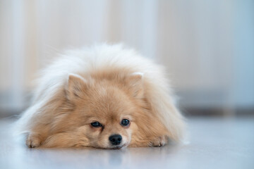Sad upset little Pomeranian Spitz dog is lying on a floor at home, in the house, suffering. Puppy is missing, waiting for his owner