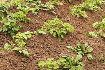 Summer agricultural field and ripening potato harvest
