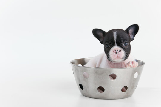 Closeup shot of a cute Boston Terrier puppy in a metal bowl with holes