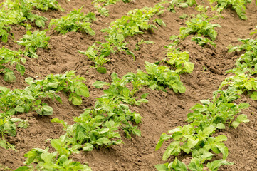 Summer agricultural field and ripening potato harvest	