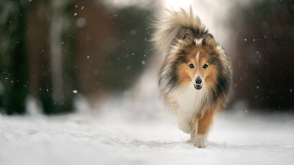 dog walking in the snow