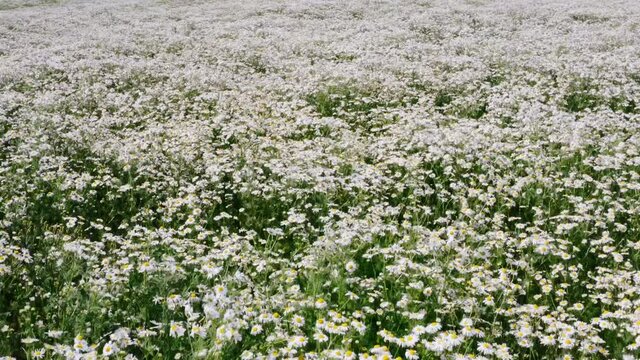 4k drone video of chamomile field. White daisies.