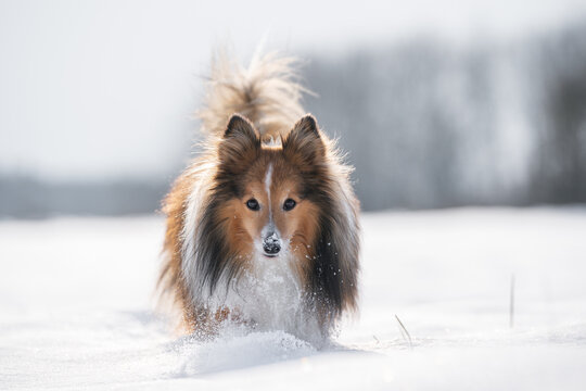 cute dog with nose in snow