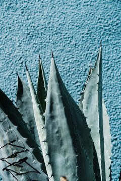 Graffitied Agave cactus against a blue wall