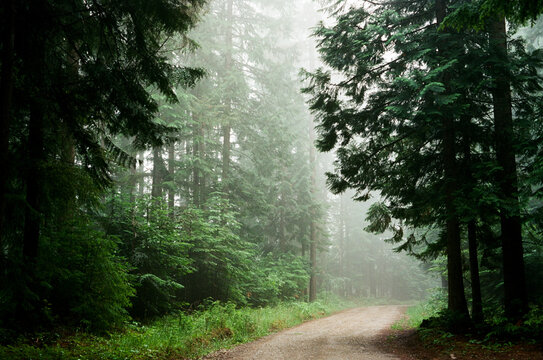 Foggy road through the forest.