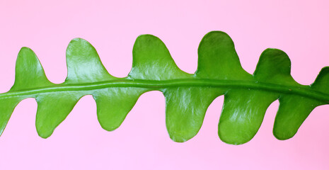 Leaf detail of epiphyllum anguliger hanging cactus plant